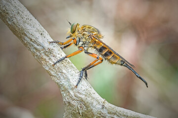 robberfly on a twig