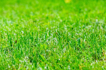 Fototapeta na wymiar lawn after rain, green short-mowed lawn after rain