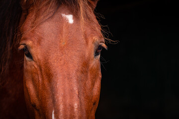 Brown Lusitano horse, cute and happy animals, black background, details.
