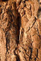 Wood background texture, tree bark backdrop.