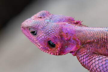 lizard basking in the sun in serengeti national park