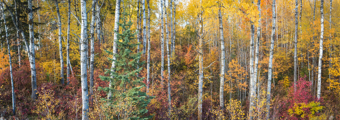 Birch trunks and evergreens mingle with the autumn color in a Northern Wisconsin forest.