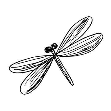 Single image of a dragonfly, doodle vector illustration isolated on white background.