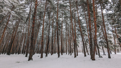 snowy forest