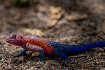 lizard basking in the sun in serengeti national park