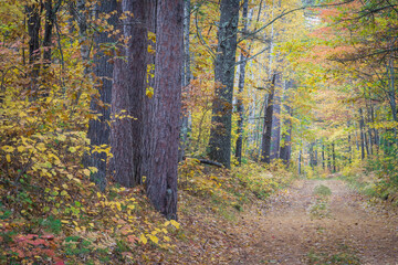 Fototapeta premium Forest service road through a Northern Wisconsin woodland in peak autumn colors. Vilas County, WI.