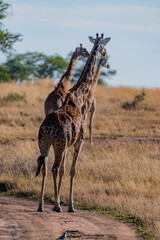 wild giraffes in Serengeti National Park in the heart of Africa