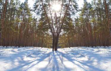 snowbound winter forest in light of sparkle sun, beautiful seasonal natural background