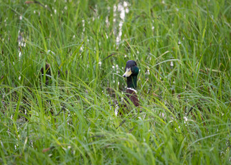 Mallard duck male hiding in a long green grass