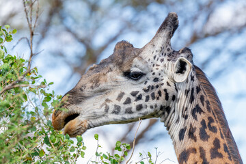 wild giraffe in Serengeti National Park in the heart of Africa