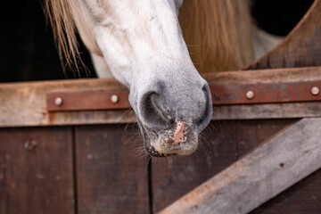 Cute horse nose, details of horses, equine animals, looking out of box