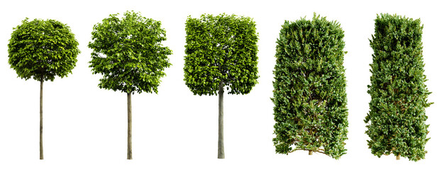 Collection of beautiful urban trimmed trees isolated on transparent background. Realistic 3D render. 3D illustration. - 565389814