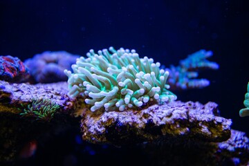 Neon colored coral