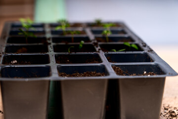 planting seedlings in small containers concept of ecological products