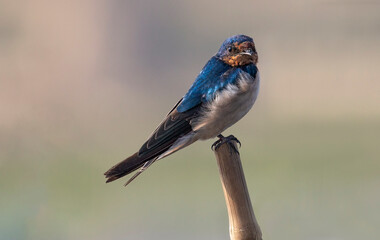 Obraz premium Barn swallow bird sitting on a pole in close up view