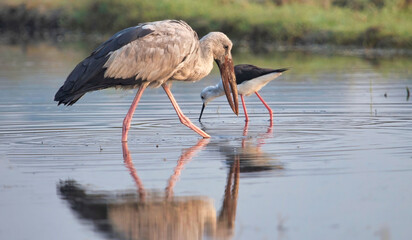 Asian Openbill stork bird looking for fish in a forest swamp
