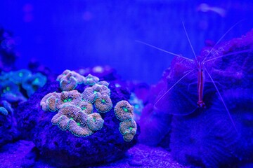 Neon colored coral © Jesse