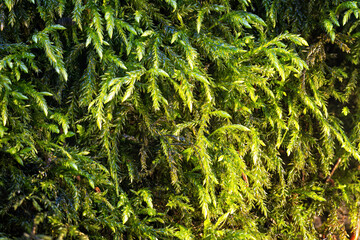 Close-up of fresh green moss.