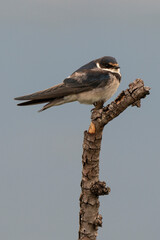 Hirondelle à gorge blanche,.Hirundo albigularis, White throated Swallow © JAG IMAGES