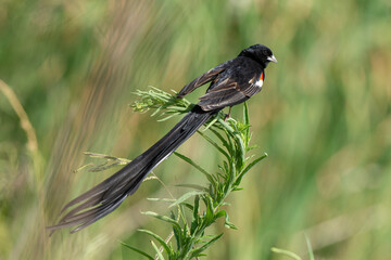 Euplecte à longue queue,
Euplectes progne, Long tailed Widowbird, Afrique du Sud