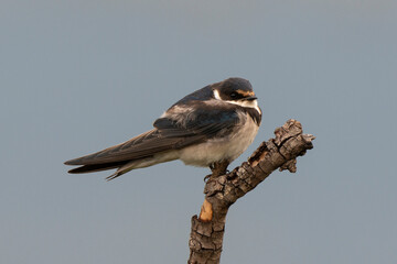 Hirondelle à gorge blanche,.Hirundo albigularis, White throated Swallow © JAG IMAGES