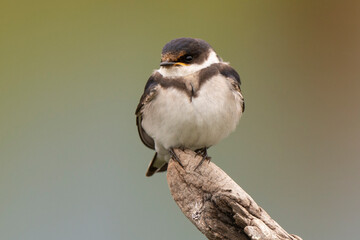 Hirondelle à gorge blanche,.Hirundo albigularis, White throated Swallow © JAG IMAGES