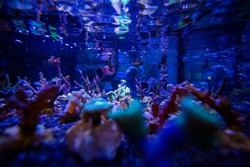 Neon colored coral