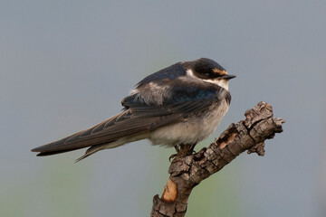 Hirondelle à gorge blanche,.Hirundo albigularis, White throated Swallow © JAG IMAGES