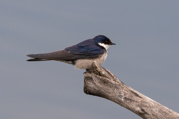 Hirondelle à gorge blanche,.Hirundo albigularis, White throated Swallow
