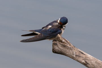 Hirondelle à gorge blanche,.Hirundo albigularis, White throated Swallow © JAG IMAGES