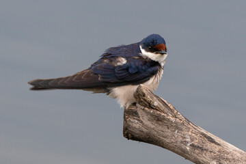 Hirondelle à gorge blanche,.Hirundo albigularis, White throated Swallow © JAG IMAGES
