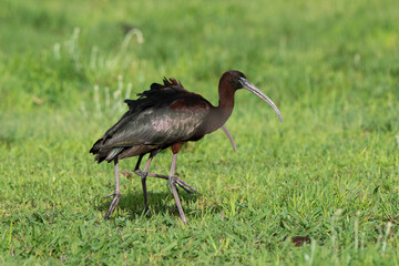 Ibis falcinelle, .Plegadis falcinellus, Glossy Ibis