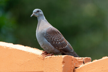 Pigeon roussard,.Columba guinea, Speckled Pigeon