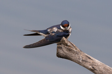 Hirondelle à gorge blanche,.Hirundo albigularis, White throated Swallow © JAG IMAGES