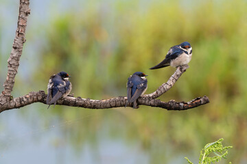 Hirondelle à gorge blanche,.Hirundo albigularis, White throated Swallow © JAG IMAGES