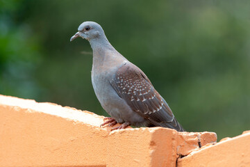 Pigeon roussard,.Columba guinea, Speckled Pigeon