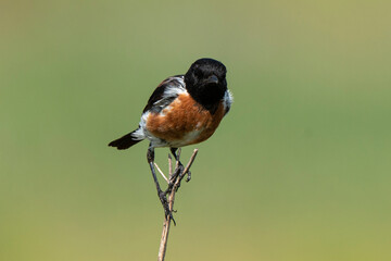 Tarier pâtre, Traquet pâtre, Saxicola rubicola,  European Stonechat, male