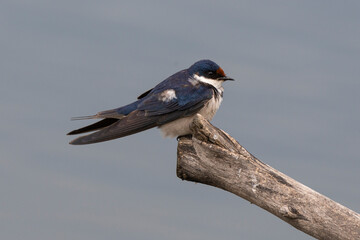 Hirondelle à gorge blanche,.Hirundo albigularis, White throated Swallow © JAG IMAGES