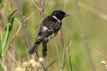 Tarier pâtre, Traquet pâtre, Saxicola rubicola,  European Stonechat, male