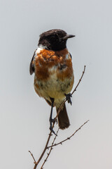 Tarier pâtre, Traquet pâtre, Saxicola rubicola,  European Stonechat, male