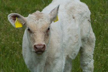 Kälbchen Nahaufnahme