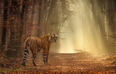 Majestic Bengal Tiger at Bannerghatta forest on a misty winter morning