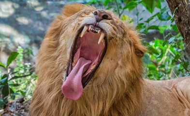 Plakat Lion with open jaws in close up view at Bannerghatta National forest