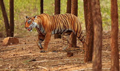 Royal Bengal Tiger walking in the forest of Bannerghatta Karnataka