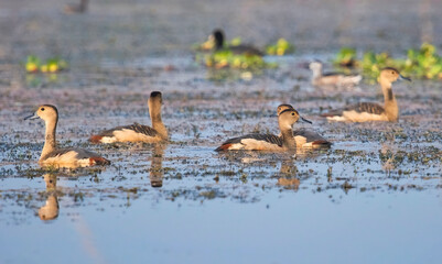 Whistling ducks swimming in forest swamp at Bannerghatta in Karnataka, India