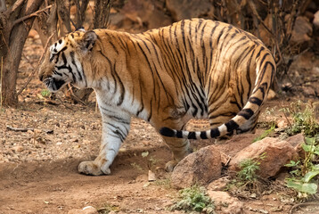 Bengal tiger in close up view walking at the Bannerghatta National forest	