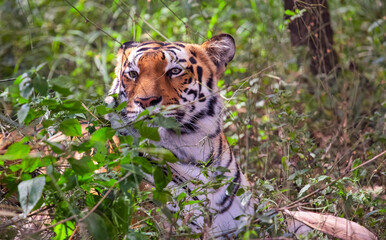 Bengal tiger in close up view sitting in the bushes at Bannerghatta forest in Karnataka India	