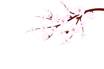 Sakura branch with flowers and leaves on white background. Cherry blossom spring design