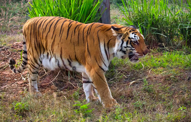 Fototapeta na wymiar Bengal tiger in close up view walking at the Bannerghatta National forest 