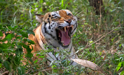 Bengal Tiger growls with open jaws showing it's teeth at Bannerghatta forest in Karnataka India